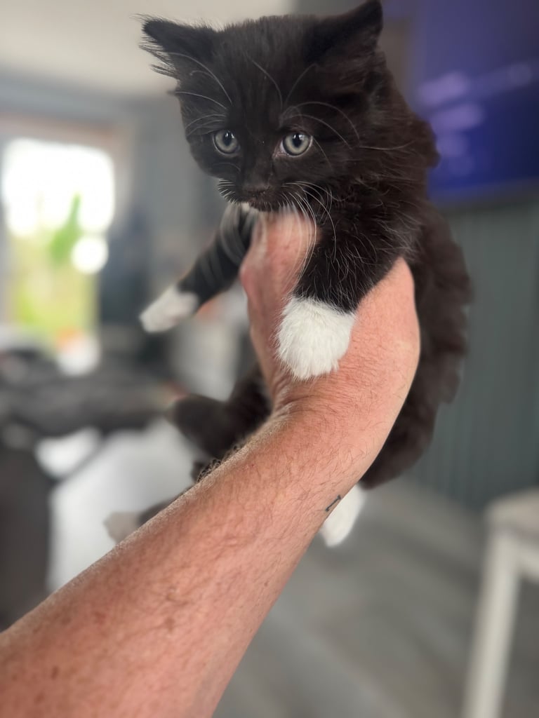 Beautiful British shorthair blue X