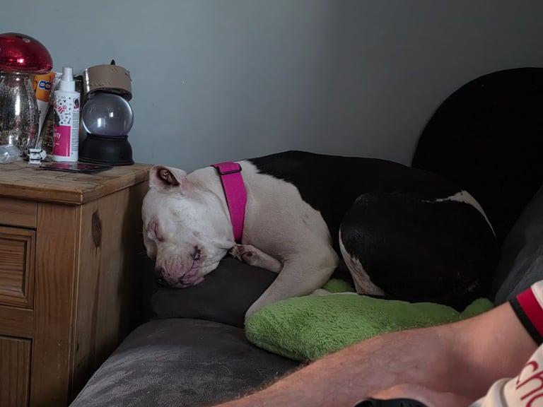 image for 2yr old deaf staffy