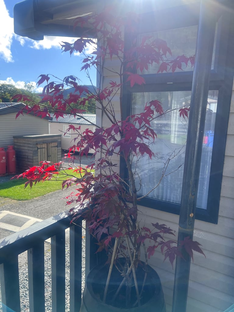 Whisky barrel with red acer