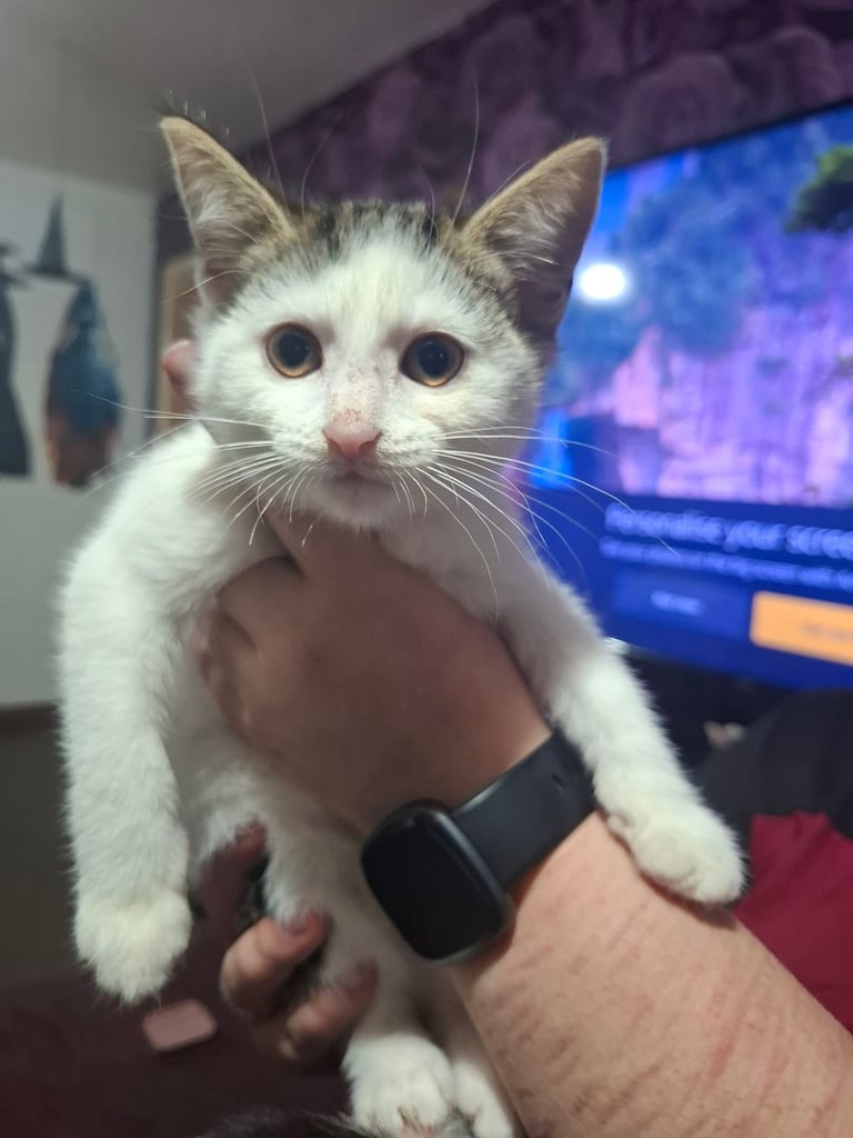 image for 5 beautiful kittens