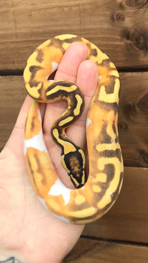 Ball python/ royal pythons 