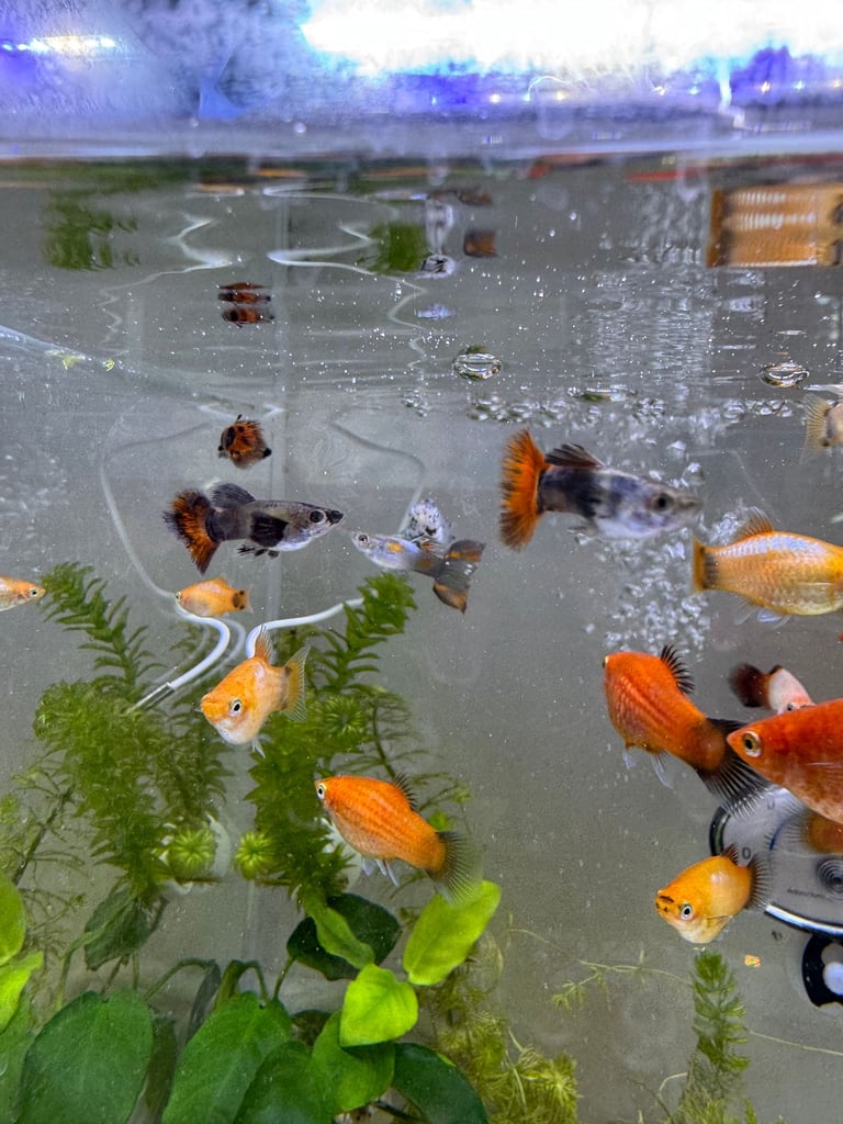 Small platys and Guppys for sale £1 each-Fish only