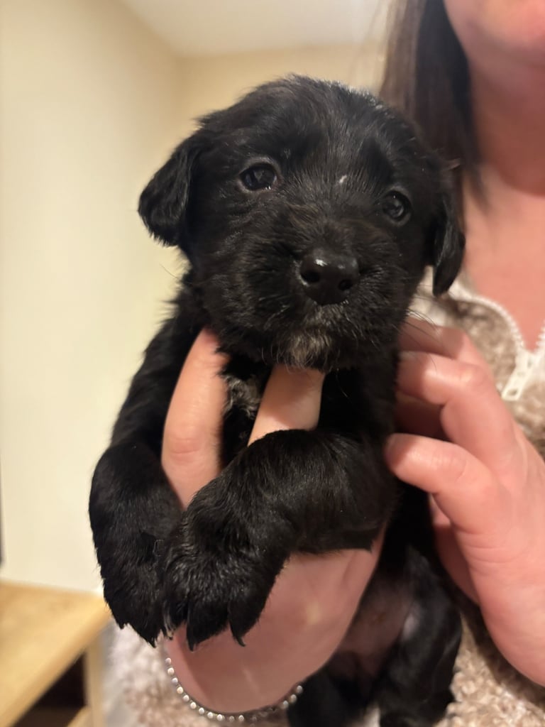 Lab/cockapoo puppies for sale