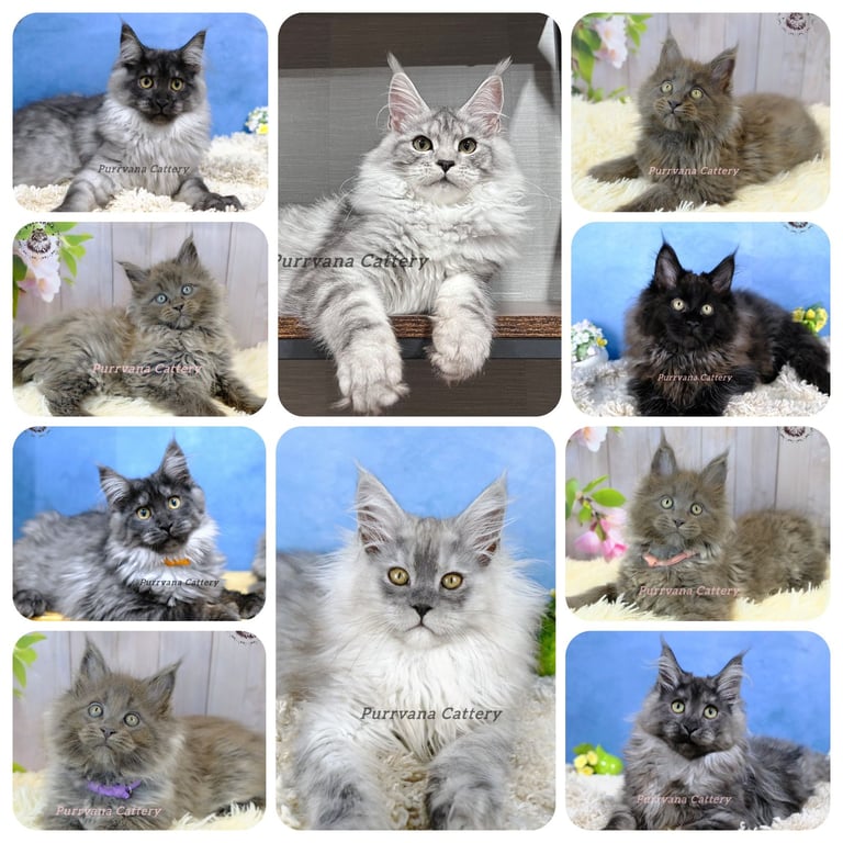 TICA registered Maine coon kittens Ready Now