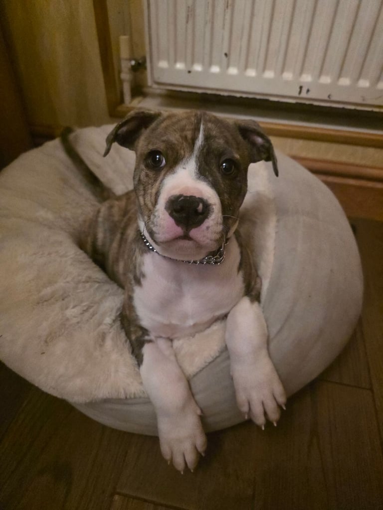 American bulldog puppy boy 