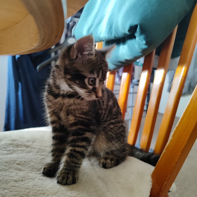 10 weeks old male tabby kitten 