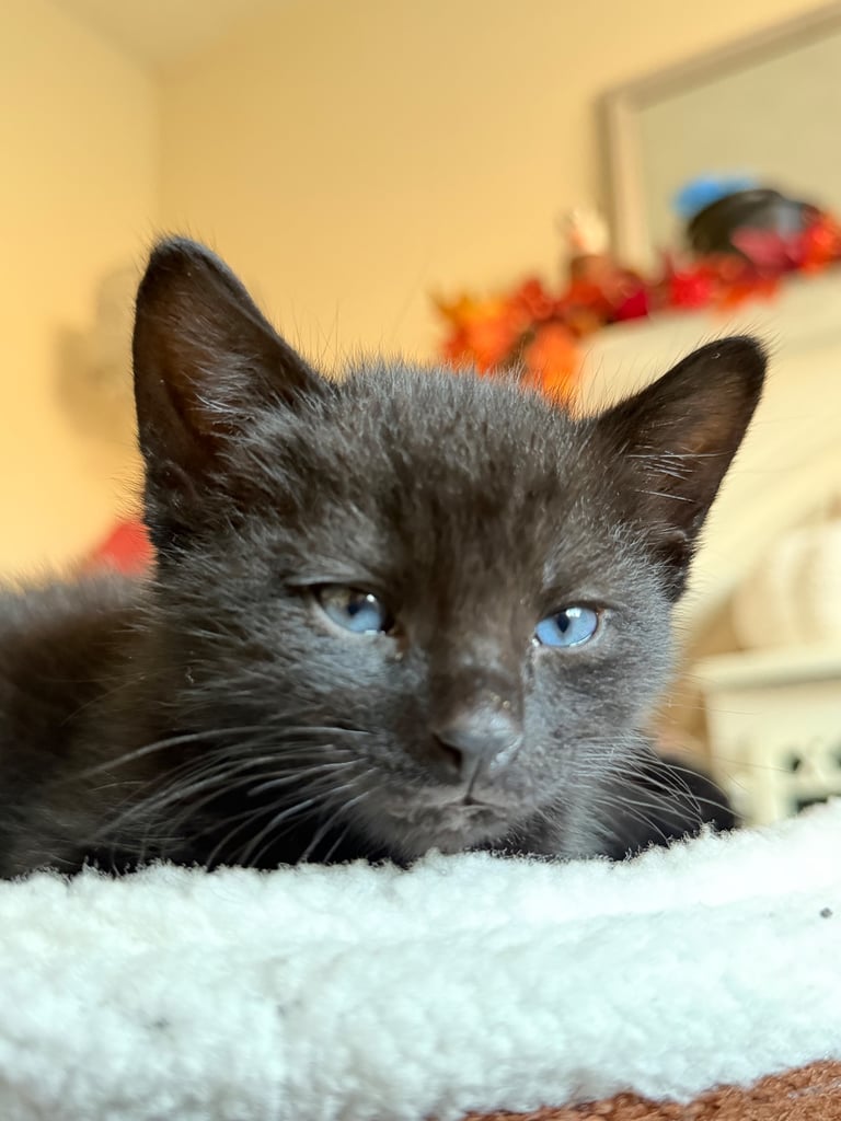 image for Russian blue cross kitten for sale 