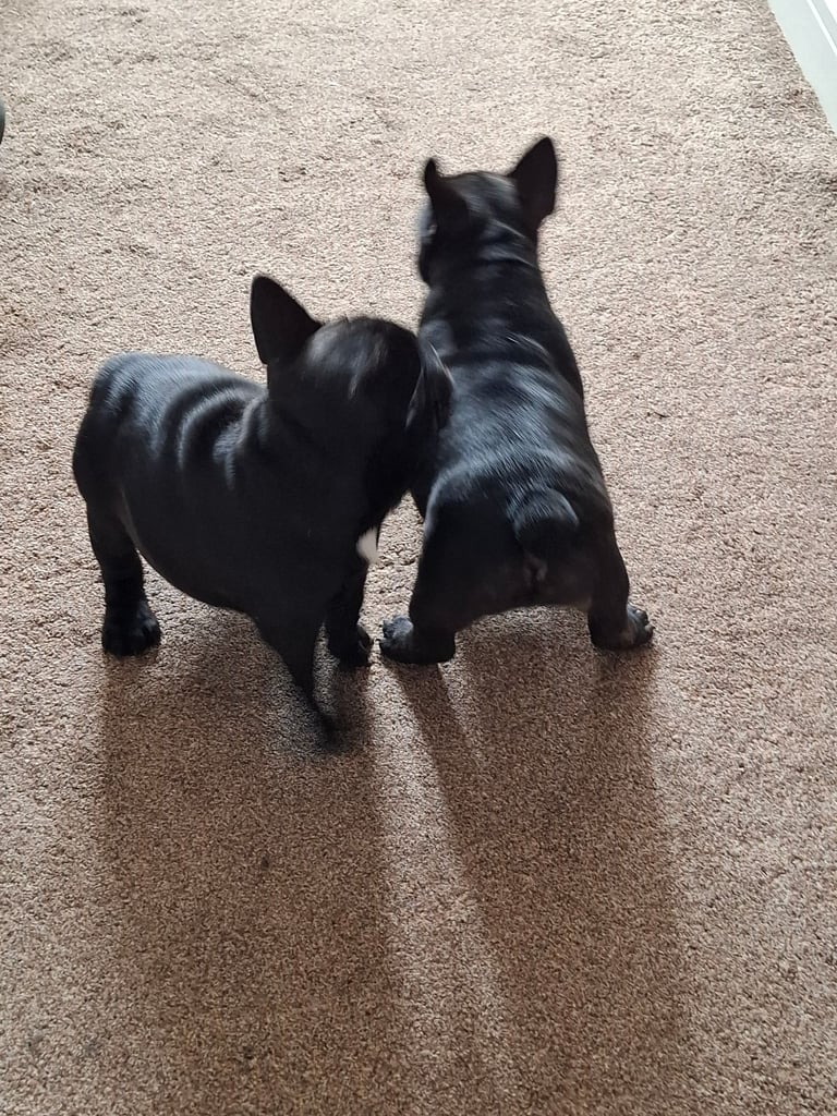 Two adorable French bulldog puppies looking for a new home! 🐶🐾