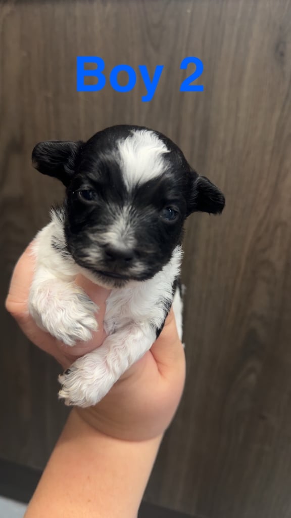 Jackapoo puppies