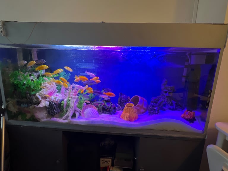 Fish and fish, Tank