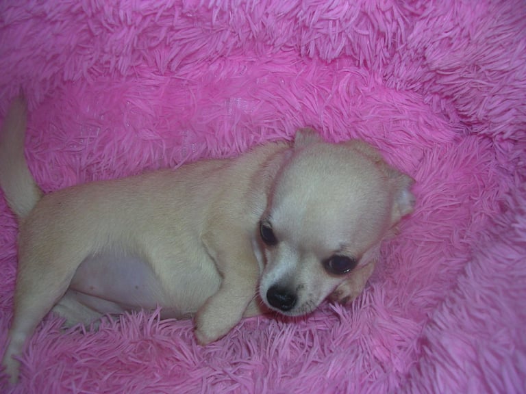 Full Breed Chihuahua puppies 1 Girl 2 Boys