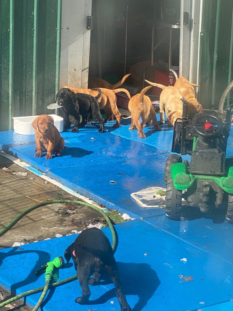 READY NOW Kc reg Labrador puppies both jabs microchip flea worm insured 