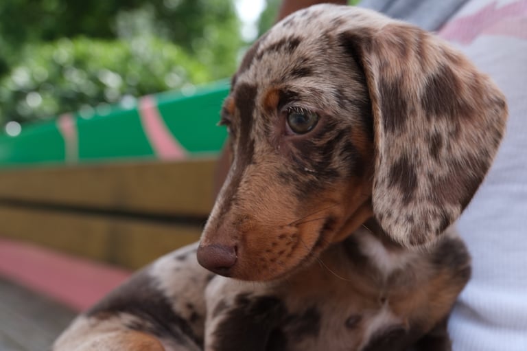 Cookie the Mini Dachshund 🐾 