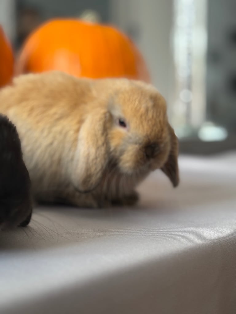 Pure mini lops