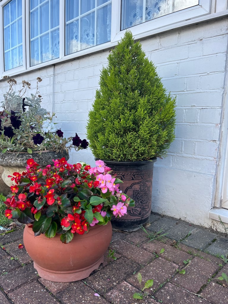 Terracotta Flower Pot with Begonias & Dusty Miller | 30cm | Ready-Planted
