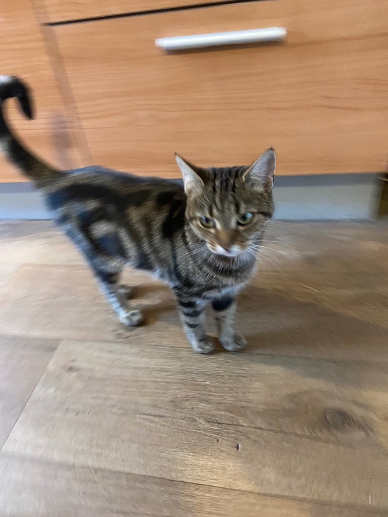Gorgeous tabby cat for sale