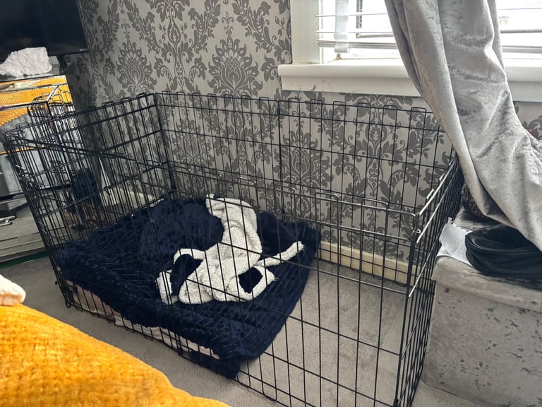 large dog cage