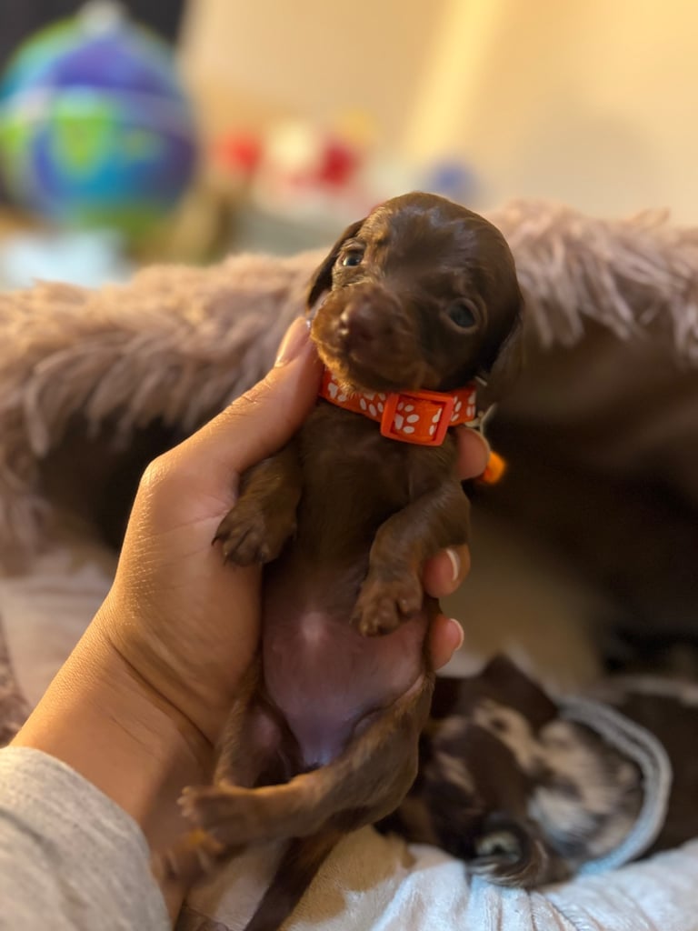 Miniature Dachshund Puppies 