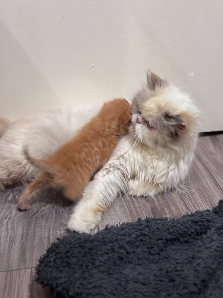 ONLY 2 LEFT! 🐾✨ Adorable Persian × Bengal Kittens Looking for Loving Homes! ✨🐾