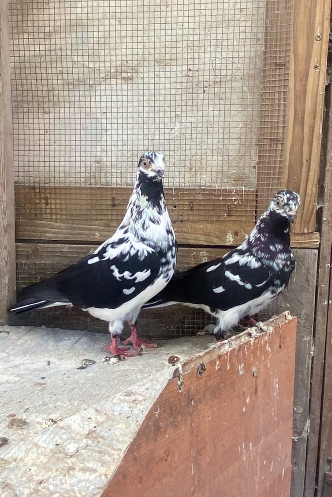 Beautiful Budapest pigeon pair,Beautiful Polish chicken , Englishwhite quil available read price  