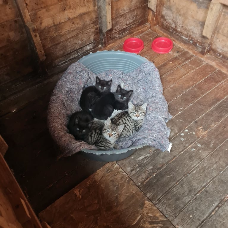 Kittens for sale