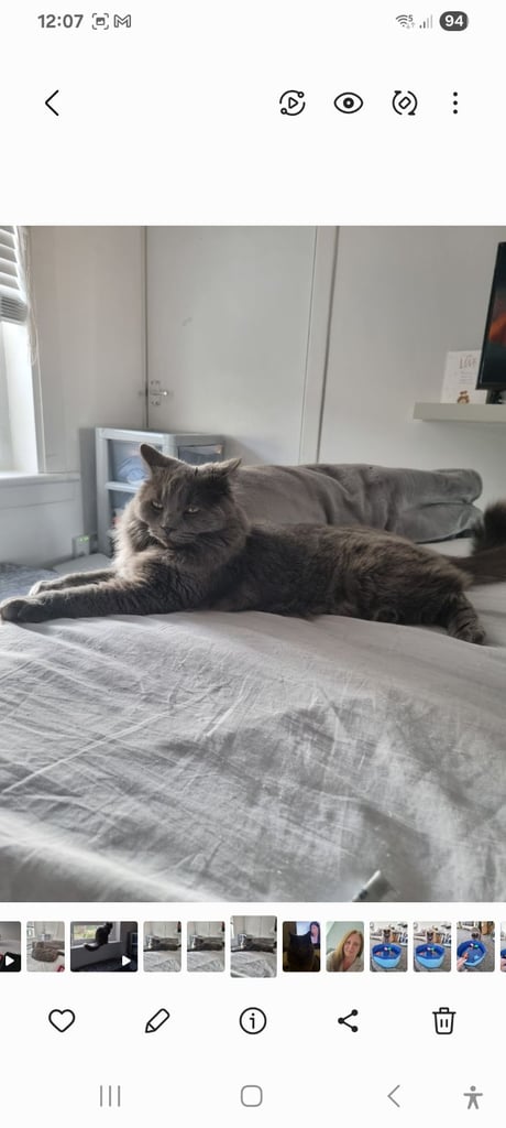 Ragdoll cross  young male cat 