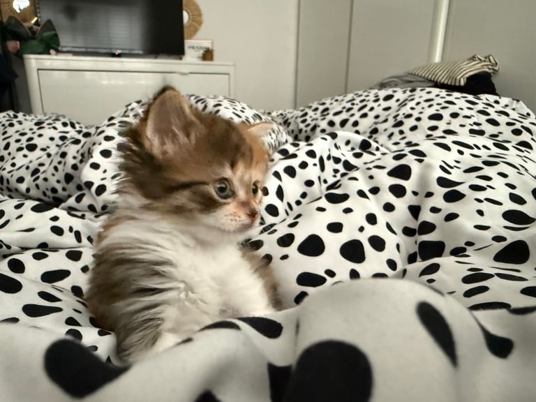 image for Rare dilute calico long hair kitten 