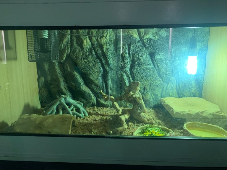 Bearded Dragon and Full set up
