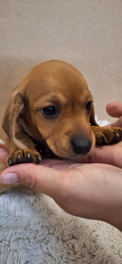 Miniature dachshund's READY TO GO