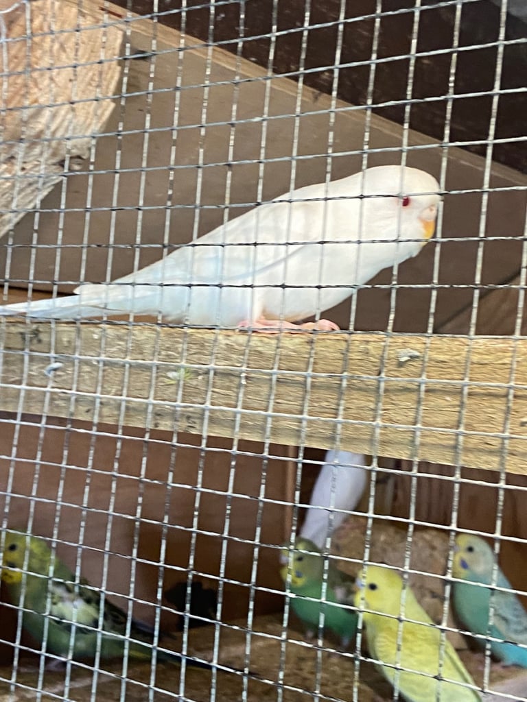 Baby budgies