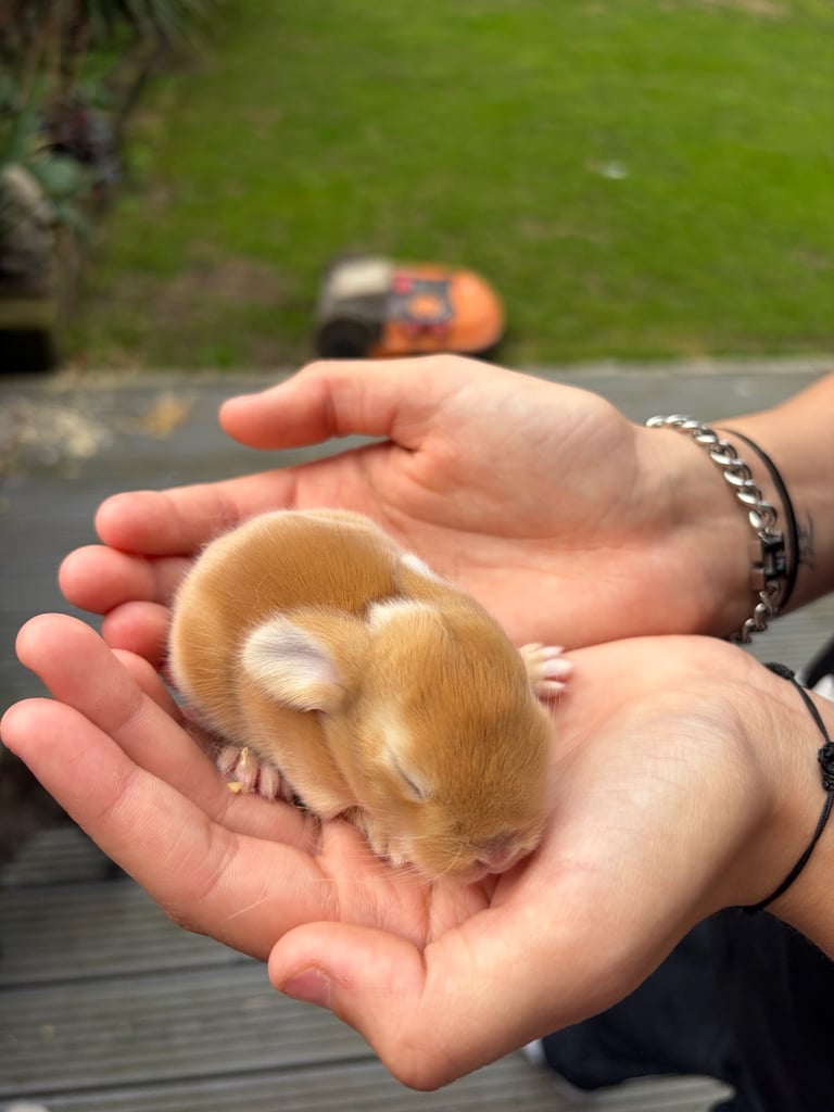 Baby bunnies for sale 