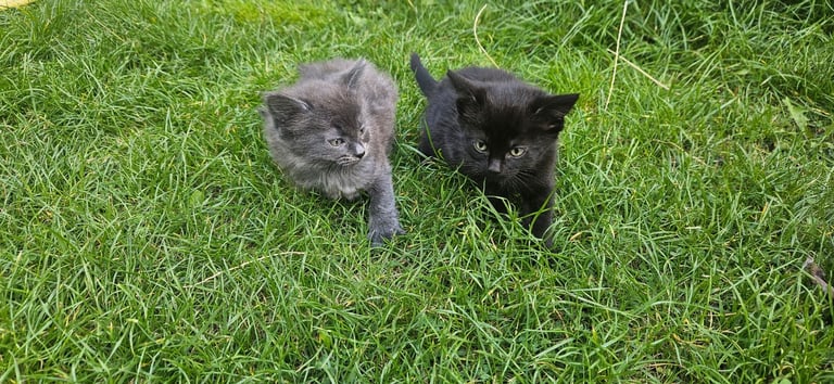 Grey and black kittens for sale