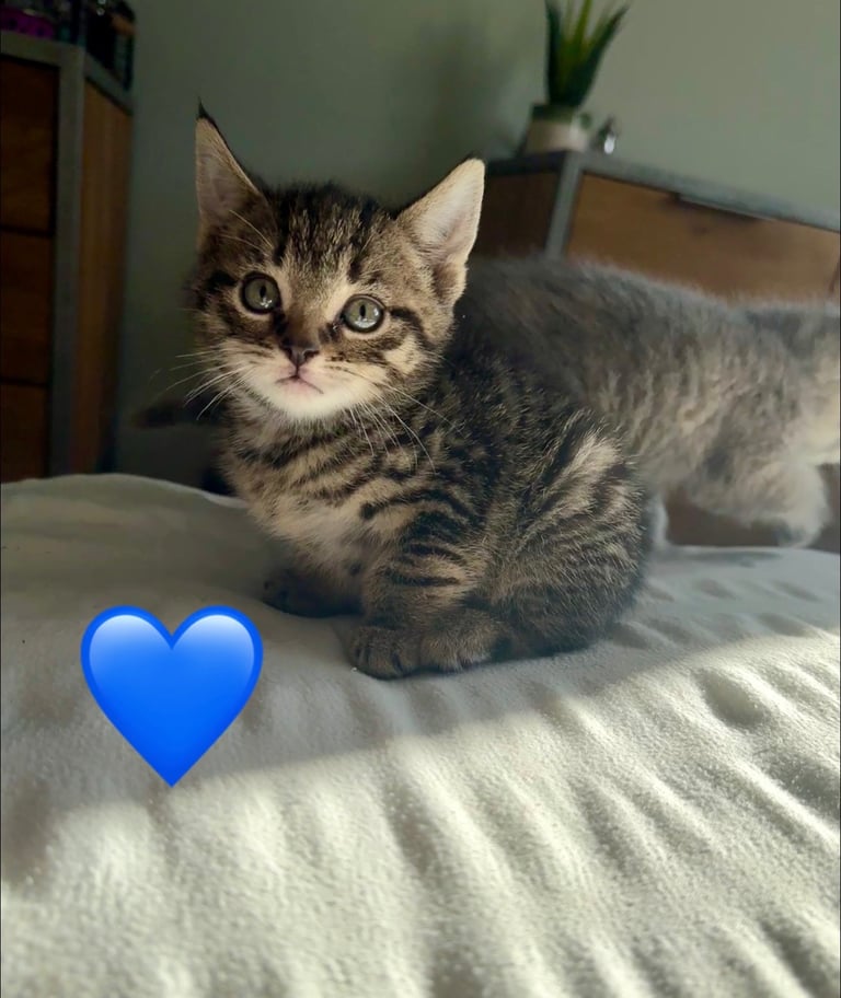 8 week old kittens ready for forever home! 