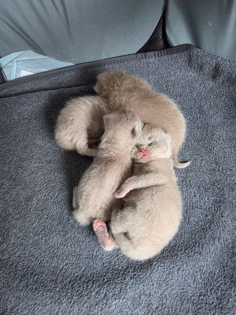 Brown and Lilac British Shorthair kittens