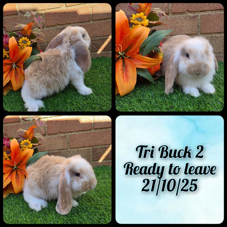 Fully Pedigree French Lops