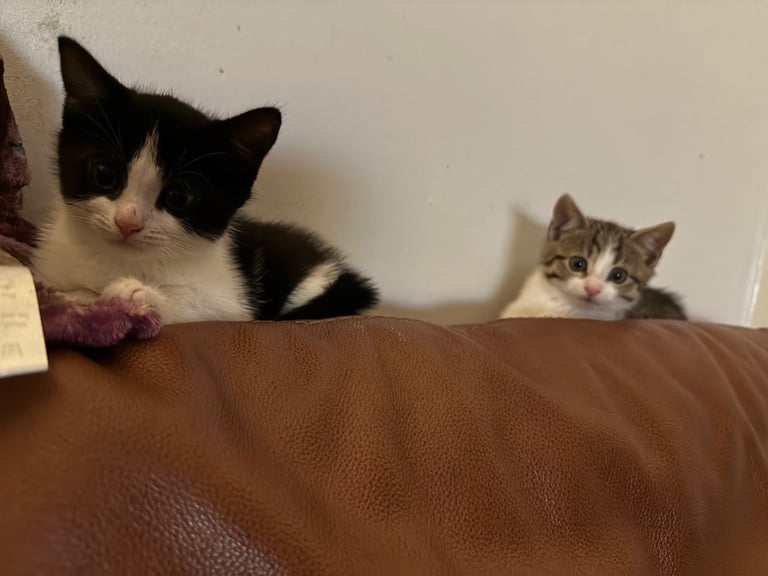Two male kittens 