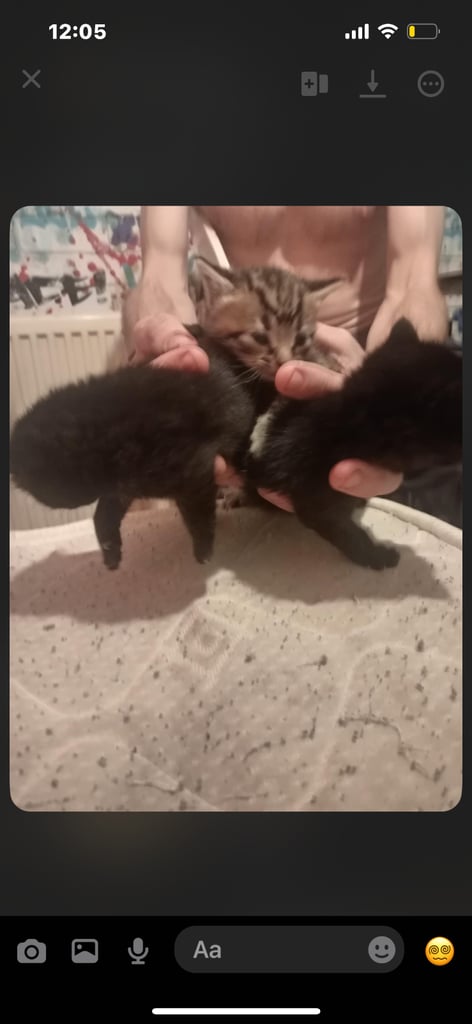 kitten’s only black boy left 