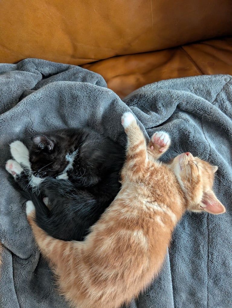 Adorable kittens looking for new homes