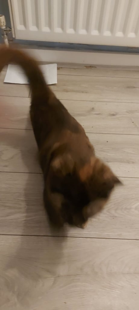 Beautiful black and ginger cat 6 months old last one available now only £150