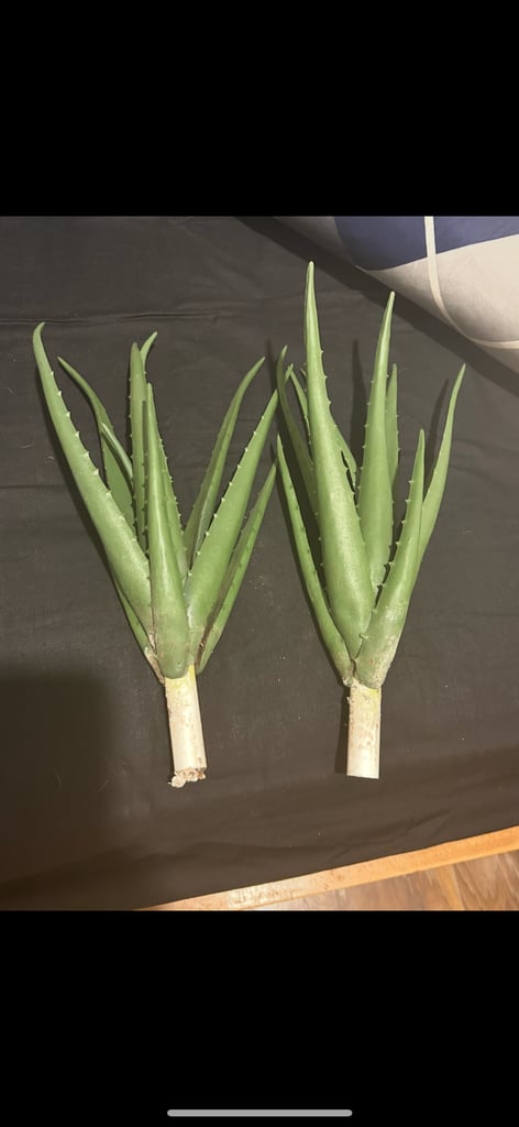 Vivarium with full accessories 