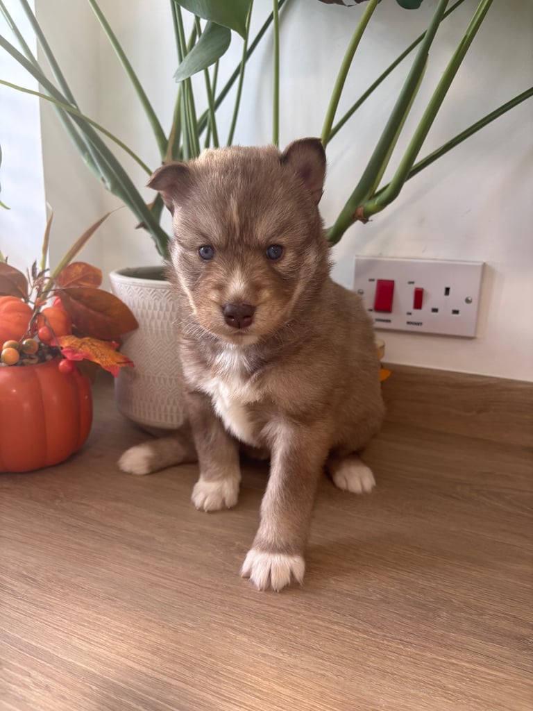 Pedigree Siberian Husky Puppies 3 GIRLS LEFT!!