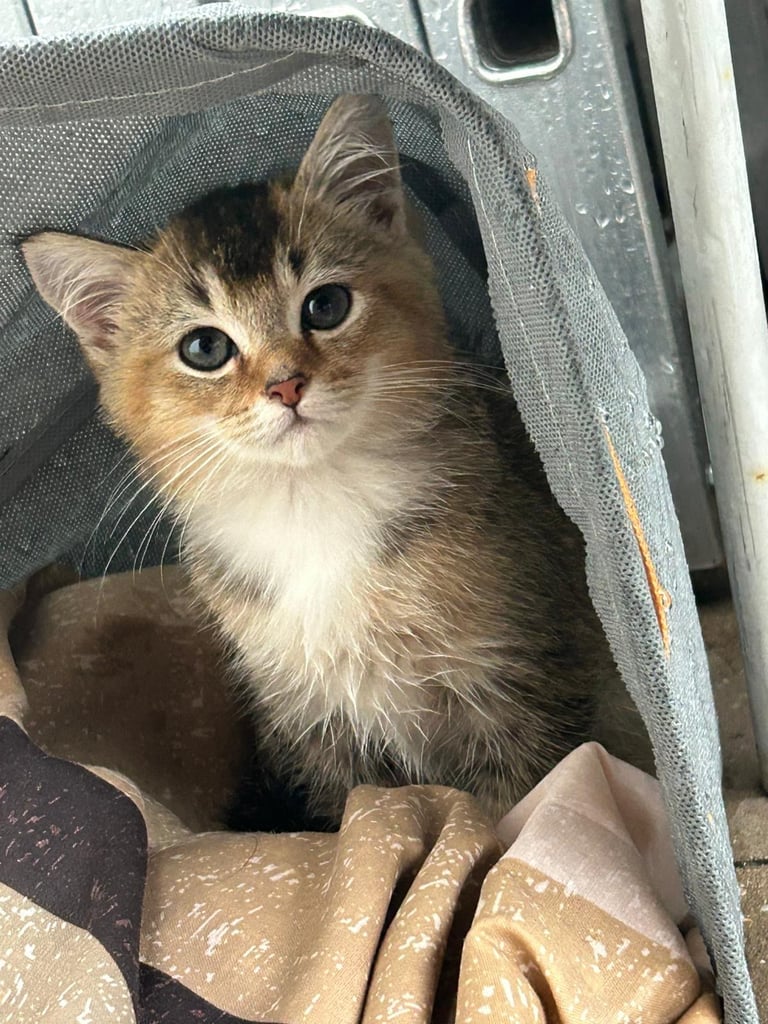 Kitten needs good home ASAP