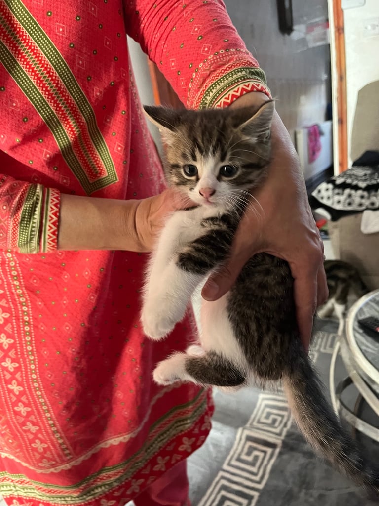 Kittens ready to leave 