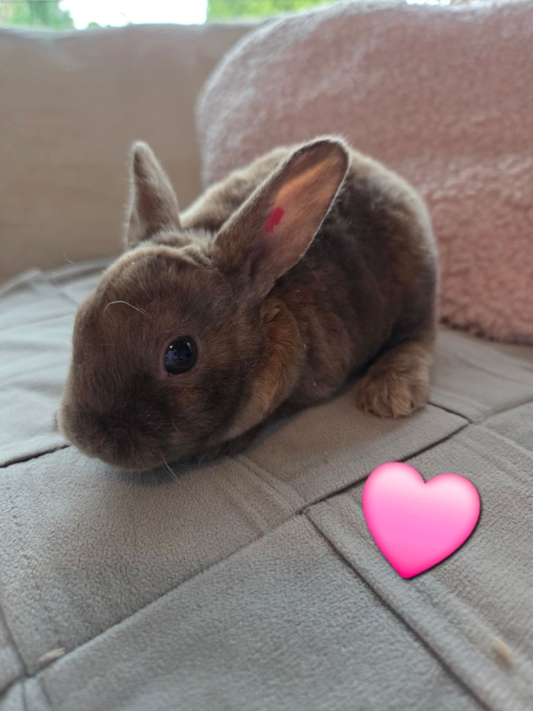 🐰 Beautiful mini rex babies 🐰