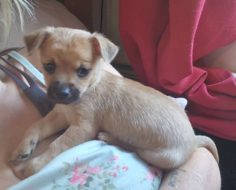 Beautiful little boy 