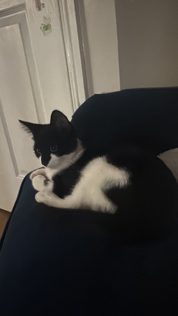 Male cat