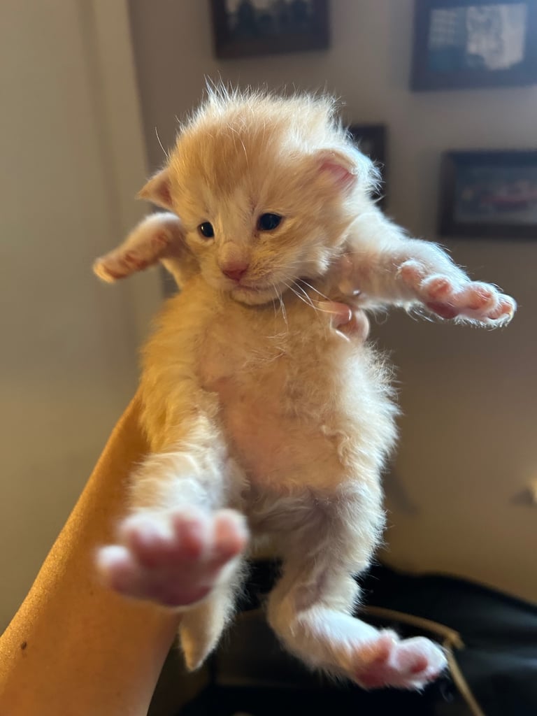 XL Main Coon Kittens ready soon for sale 