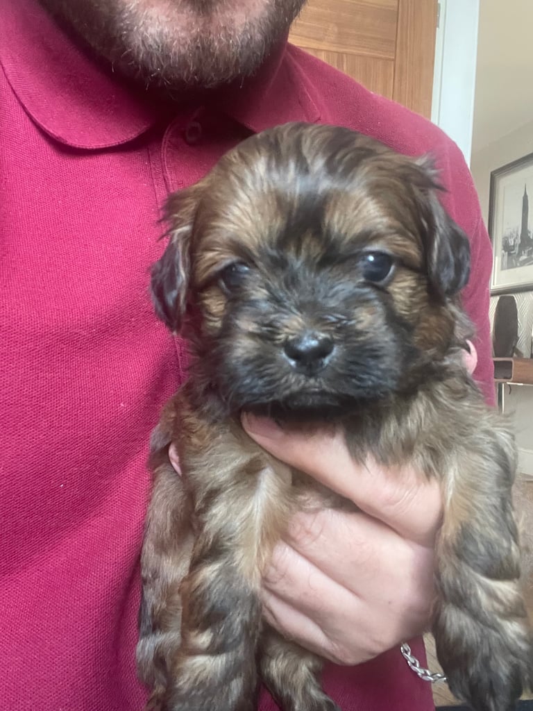 Shihpoo puppy 