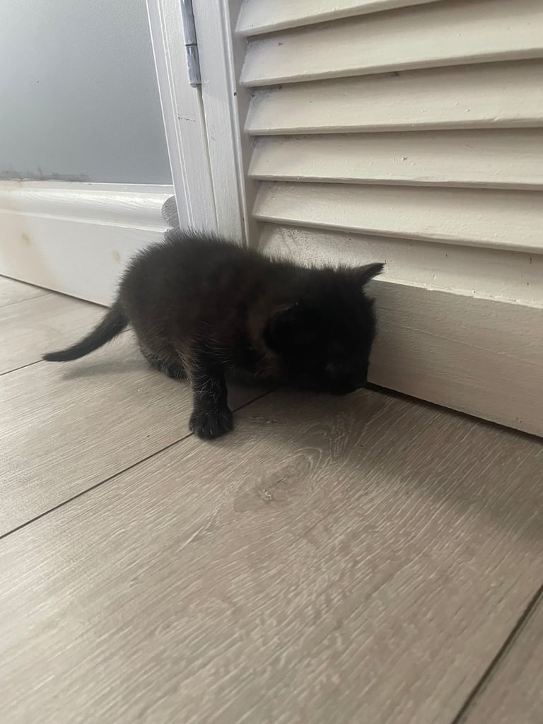 1 kitten for sale 