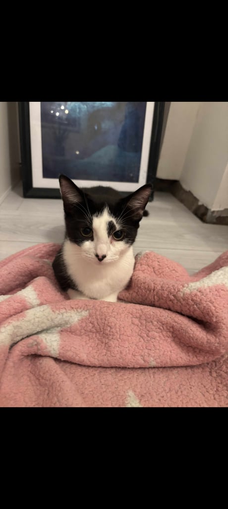 image for 7 month old kittens female 